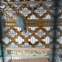 طوطی برزیلی سرحال