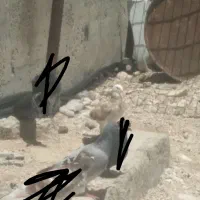 کبوتر جوجه سرور