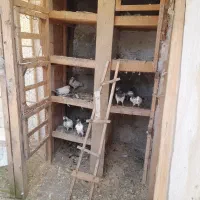 تعداد کبوتر پرشی