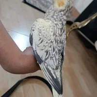 عروس هلندی مینیاتوری نر|پرنده|تبریز, |دیوار