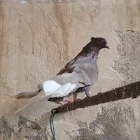 کبوتر قهویی دمسفید درشت عطیقه