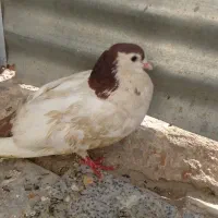 کفتر خال دم