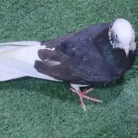 کفتر میلزن 9ساعته
