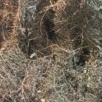 یونجه درجه 1