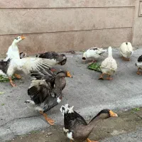 فروش۱۳ عدد غاز اکراینی، غوقاز و هوایی، در حال تخم|حیوانات مزرعه|ساری, |دیوار