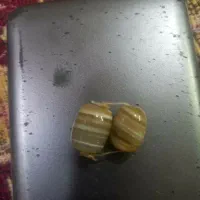 دو جفت سنگ قدیمی بفروش میرسد