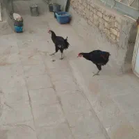 خوروس