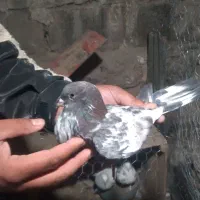 کفتر خوب درجه یک ۶عددیک میلیون|پرنده|مشگین شهر, |دیوار