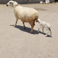 چهل عدد میش نژاد دار وتعدادی بره همو هترو باهم ه