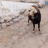 قوچ شیشک نژاد افشار|حیوانات مزرعه|کوراییم, |دیوار