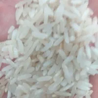 فروش برنج فجر و شلتوک فجر درجه یک اعلا و یک دست