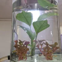 نانو آکواریوم گیاهی