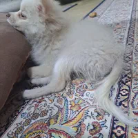 سگ پامر|سگ|سیرجان, |دیوار
