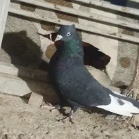 فروش پنج تا کفتر رنگی