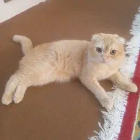 گربه اسکاتیش نر (عقیم نشده )