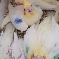 فروش یک جفت عروس هلندی مولد واقعی لوتینو  استثنایی