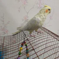 عروس هلندی