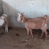 فروش بز دورگ آبستن