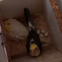 عروس هلندی|پرنده|تایباد, |دیوار