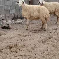 گوسفند درجه یک حامله شرطی