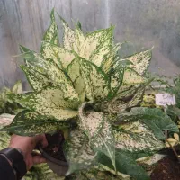 اکلونما برفی|گل و گیاه طبیعی|مشهد, نیروی هوایی|دیوار