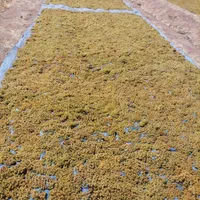 فروش باغ انگور 5جریب|فروش دفتر صنعتی، کشاورزی، تجاری|ملایر, |دیوار