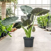 انواع گل های آپارتمانی و شاخه ای