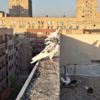 پشتدار