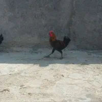 خروس بزرگ