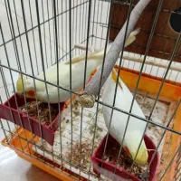 عروس هلندی مولّد (همراه با تخم نطفه‌دار)