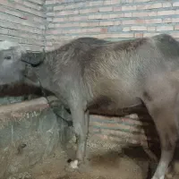 گاومیش