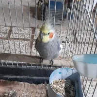 عروس هلندی