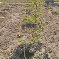 زمین-باغ-500-متر