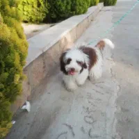 سگ 6 ماه شیتزو