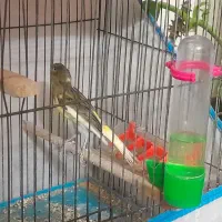 یک عدد قناری نر دم مست.