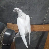 کبوتریاهووپرشی