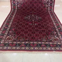 تک ۶ متری بیجار گوشتدار سالم