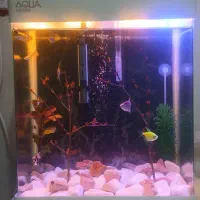 آکواریوم آکوا