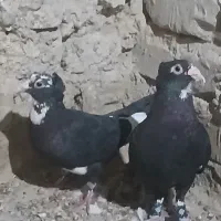 پلنگ سیاه خاص
