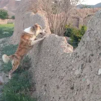 سگ گمشده