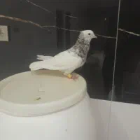 طوقی سرونج نر|پرنده|نیشابور, شهید بهشتی|دیوار