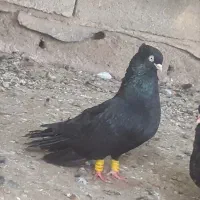 کفتر|پرنده|چمران, |دیوار