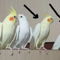 جوجه عروس 4ماهه