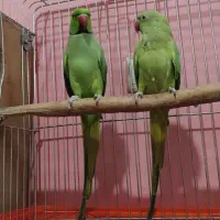 طوطی ملنگو راهب گرینچیک