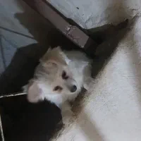 سگ پامراشپیتز|سگ|خرم‌آباد, |دیوار