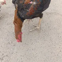 خروس لاری|حیوانات مزرعه|بهارستان, |دیوار