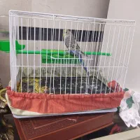 یک مرغ عشق نر باقفس چهارصد