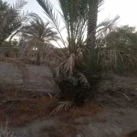 درخت نخل|گل و گیاه طبیعی|رودان, |دیوار