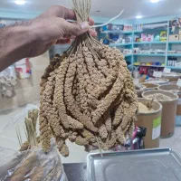 ارزن خوشه ای غذای طیور زینتی