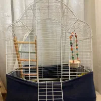 دو عدد عروس هلندی نر و ماده به همراه دو قفس|پرنده|تهران, توحید|دیوار